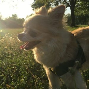 Meet your Posher, Linnea